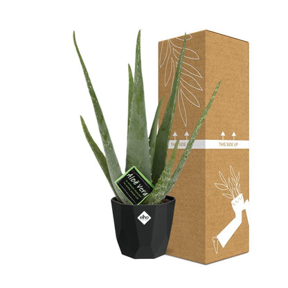 Aloe Vera 12cm in 14cm b.for rock living black - Pflanzfix24