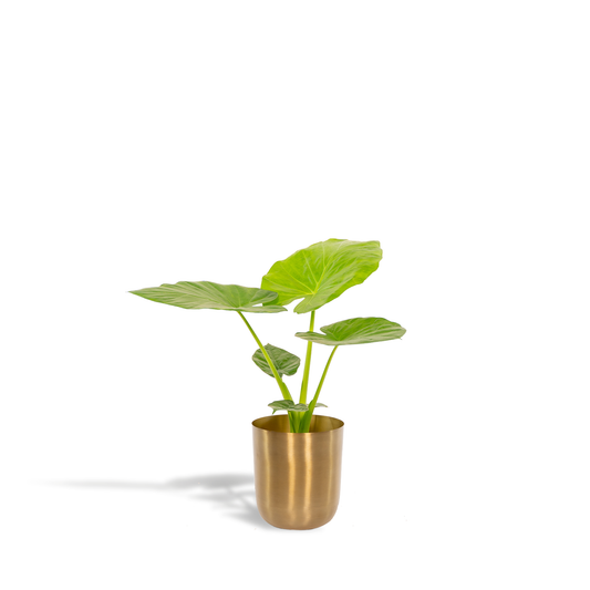 Alocasia Macrorrhiza - Ø19cm - ↕70cm + Topf Mayk Gold - Pflanzfix24