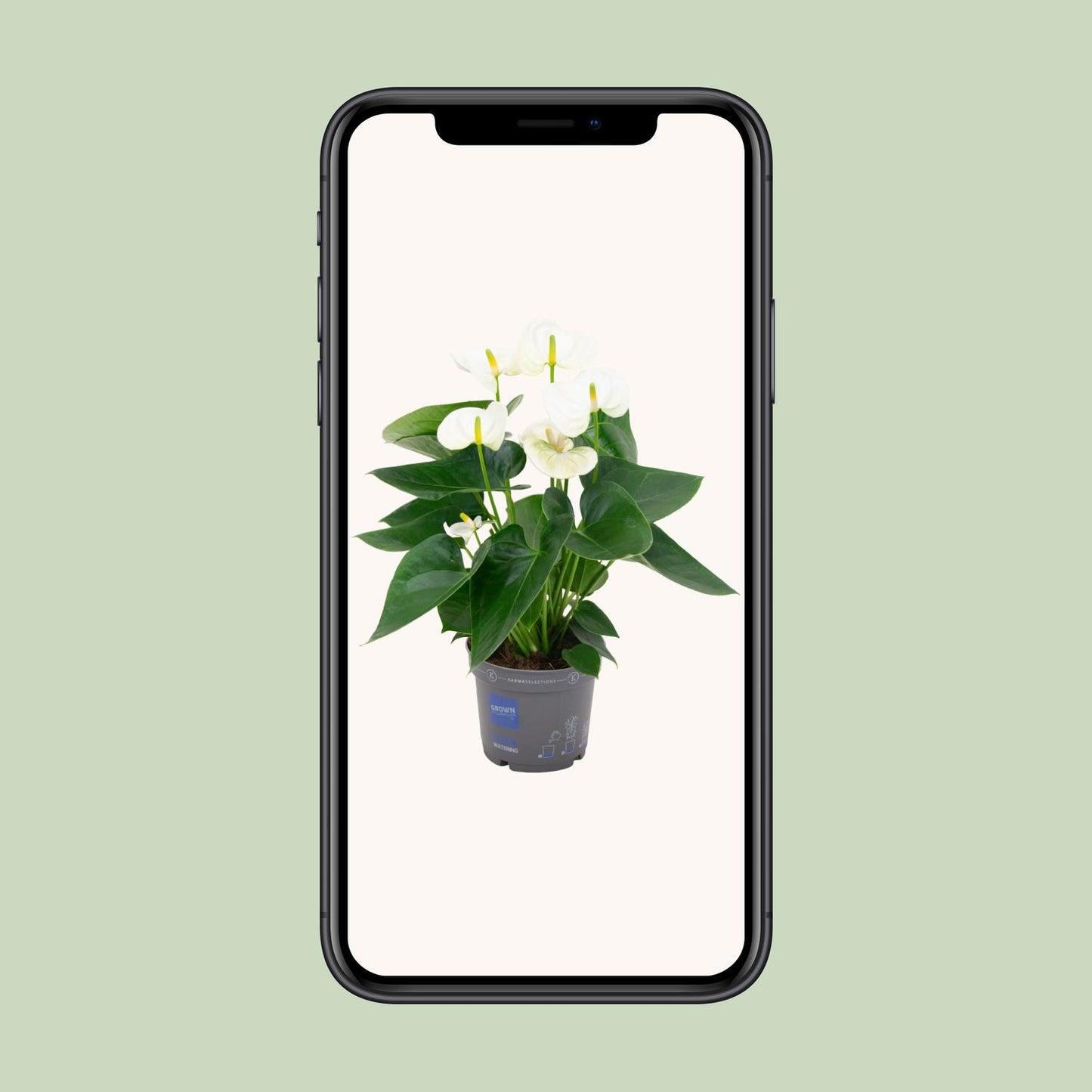 Anthurium White - Ø12cm - ↕43cm - pflanzfix24