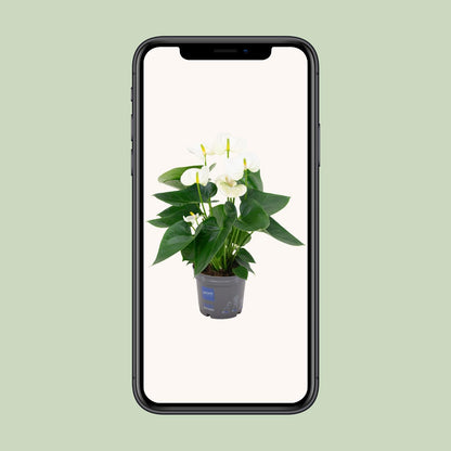 Anthurium White - Ø12cm - ↕43cm - pflanzfix24