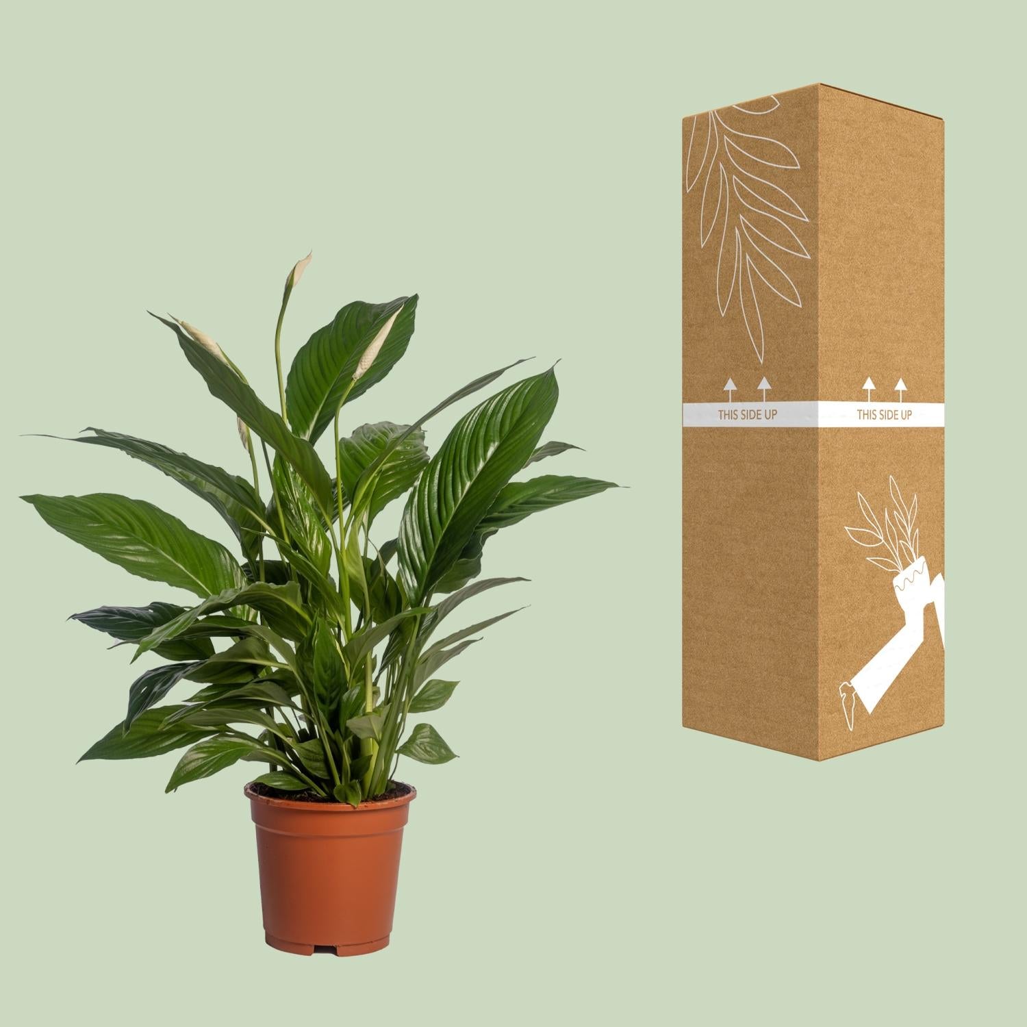 Spathiphyllum Vivaldi Ø17cm – elegante Friedenslilie | pflanzfix24.de - Pflanzfix24.de