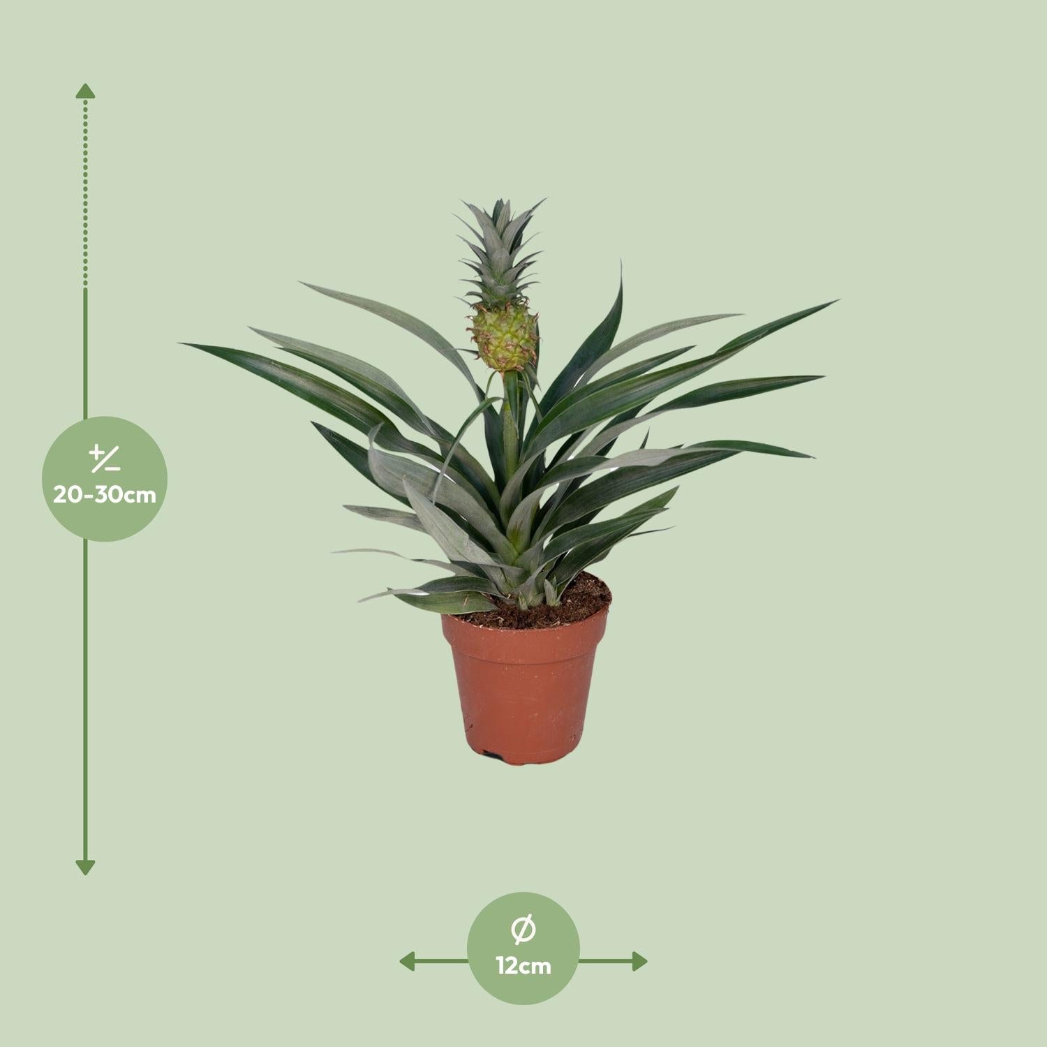 Ananas-Pflanze Bromelia - Ø12cm - ↕30cm bei Pflanzfix24.de - Pflanzfix24.de
