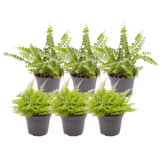 6x Nephrolepis Mix von Pflanzfix24