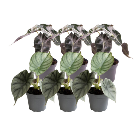 6x Alocasia Mix - Pflanzfix24