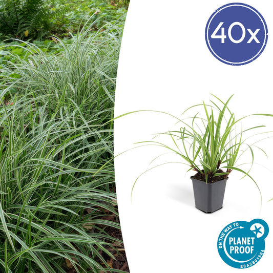 40x Carex morrowii 'Ice Dance' - Pflanzfix24.de - Pflanzfix24.de