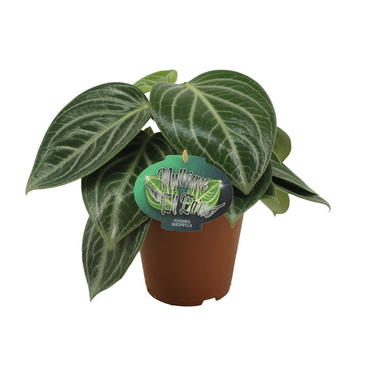 Peperomia Sarcophylla Ø15cm – Pflegeleicht | Pflanzfix24.de - Pflanzfix24.de