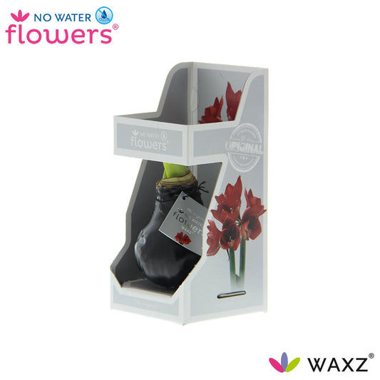 No Water Flowers Waxz® Black In Gift Box - ↕15cm - Pflanzfix24