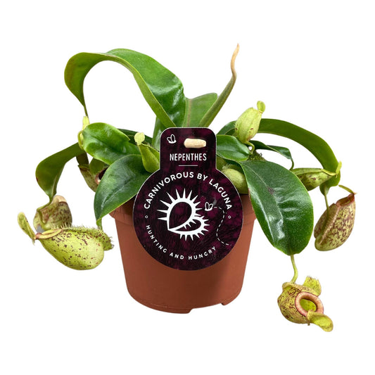 Nepenthes Hookeriana - Ø12 ↕17 - Pflanzfix24