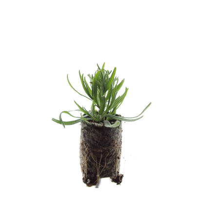 Lavandula 'Munstead' 6er-Set – Duftende Lavendel Jungpflanzen | Pflanzfix24.de - Pflanzfix24.de