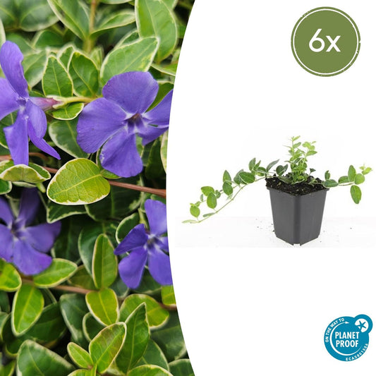 6x Vinca minor 'Argenteovariegata' - ↕10-25cm - Ø9cm - Pflanzfix24.de - Pflanzfix24.de