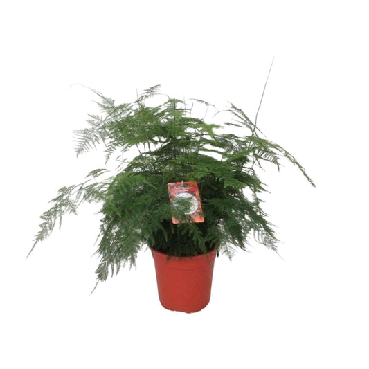 Asparagus Setaceus Bush - Ø21cm - ↕60cm - Pflanzfix24