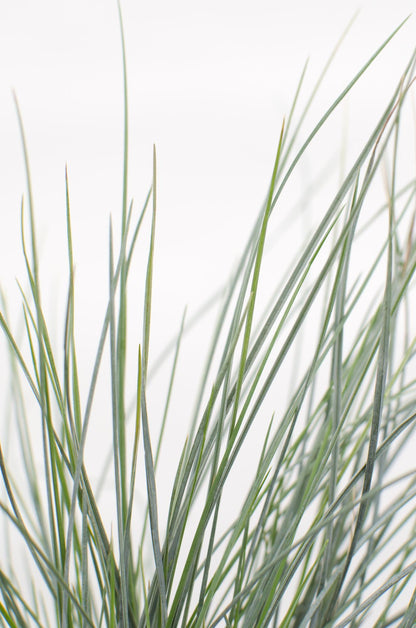 Festuca glauca Azura Blue - Ø14 - ↨30cm - Pflanzfix24