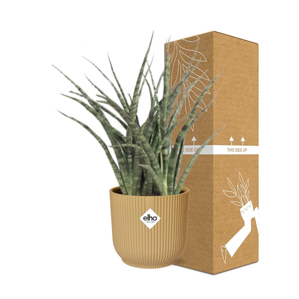 Sansevieria Fernwood Punk in ELHO Vibes Fold 14cm geel - Pflanzfix24