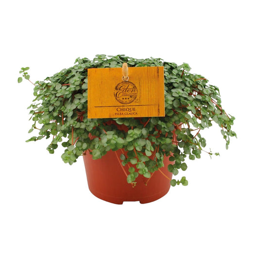 Pilea Glauca - Ø12cm - ↕20cm - Pflanzfix24