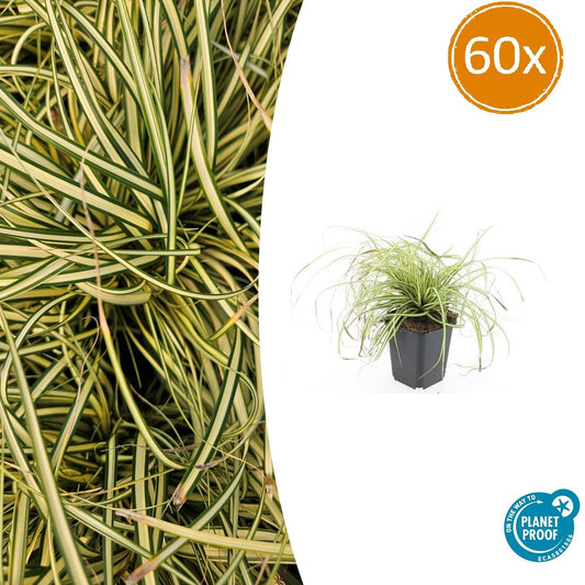60x Carex oshim. 'Evergold' - 10-25cm - Ø9cm - Pflanzfix24.de - Pflanzfix24.de