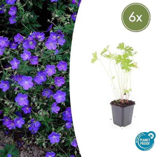 6x Geranium 'Johnson's Blue' - ↕10-25cm - Ø9cm - Pflanzfix24