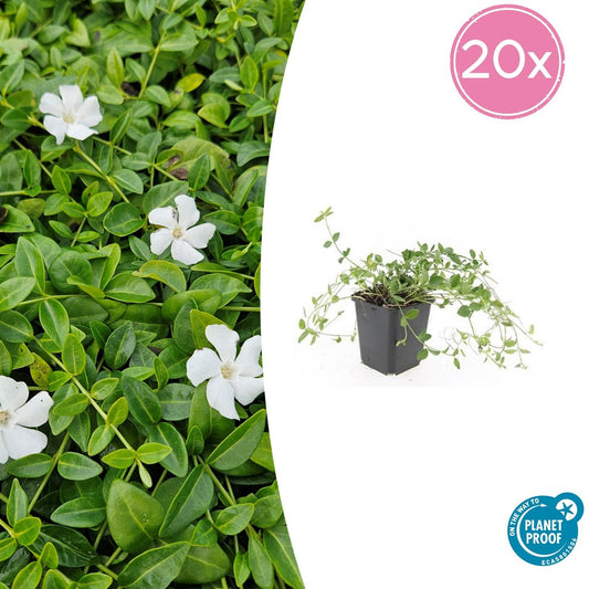 Vinca minor 'Gertrude Jekyll' - 20 Stk. bei Pflanzfix24.de - Pflanzfix24.de