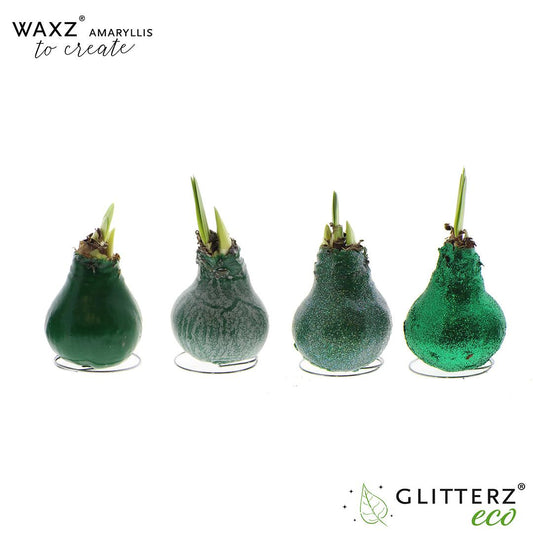 Amaryllis Waxz To Create Dark Green - 4 Stücke - Pflanzfix24