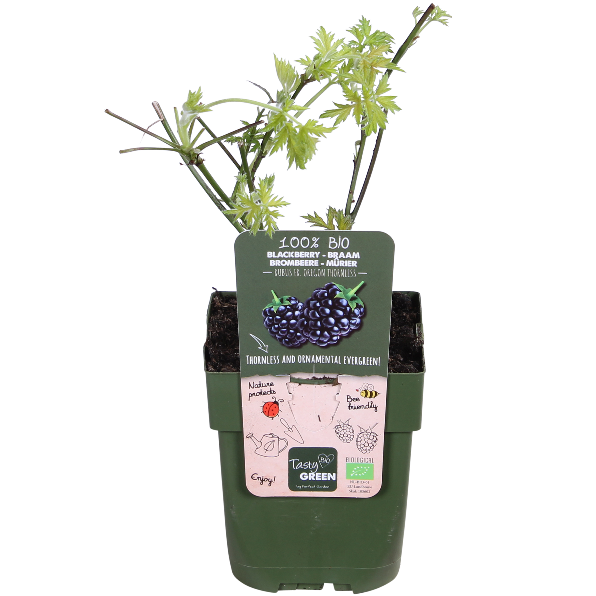 Rubus fruticosus Thornless Evergreen – dornlose Kletterbrombe | Pflanzfix24.de - Pflanzfix24.de