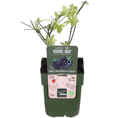 Rubus fruticosus Thornless Evergreen – dornlose Kletterbrombe | Pflanzfix24.de - Pflanzfix24.de