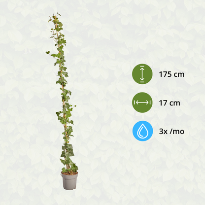 Hedera Hibernica - Efeu - gestäbt - ↨150 - 175 cm - Pflanzfix24.de - Pflanzfix24.de