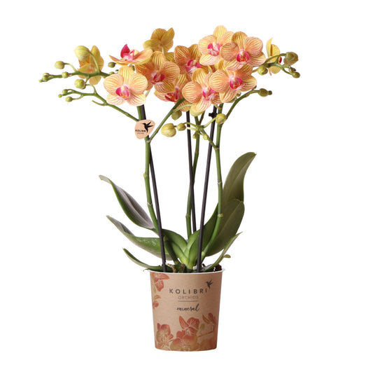 Orange Phalaenopsis „Jamaica“ Ø9cm – Multiflora Orchidee | Pflanzfix24.de - Pflanzfix24.de