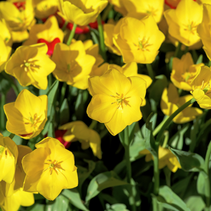 Strong Gold - Tulpenbollen 20 stuks | Pflanzfix24
