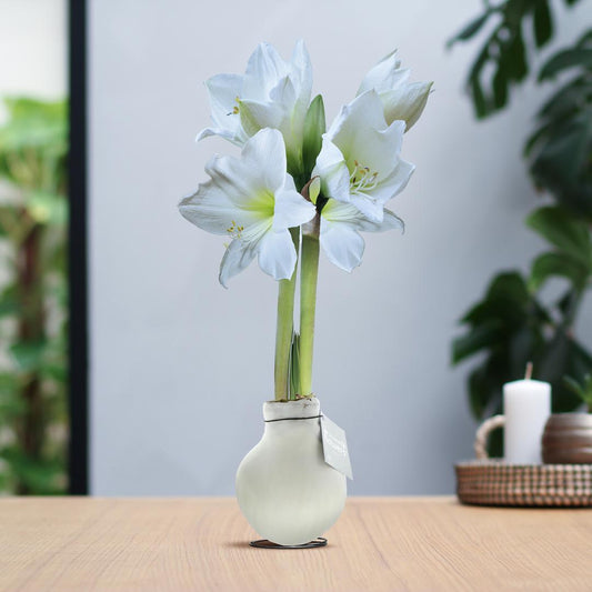 No Water Flowers® | Waxz® Colours - White + White flower - Pflanzfix24