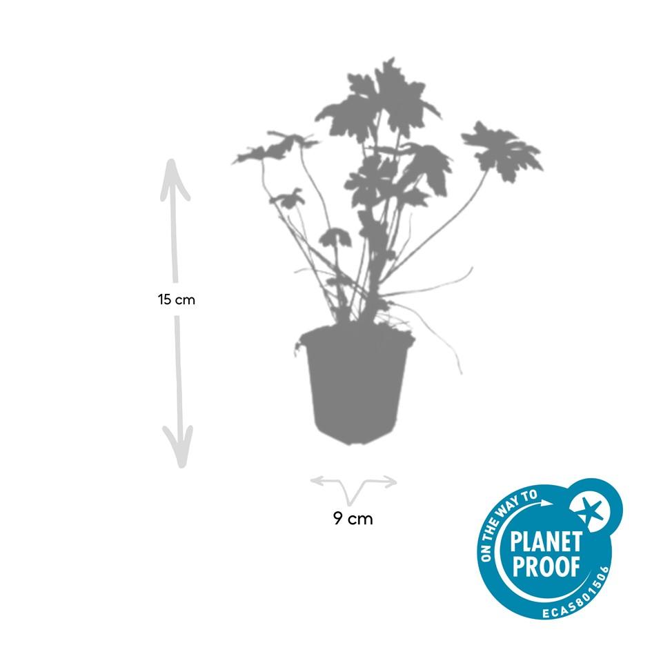 20x Robuste Geranium macrorrhizum von Pflanzfix24.de - ↕10-25cm - Ø9cm - Pflanzfix24.de