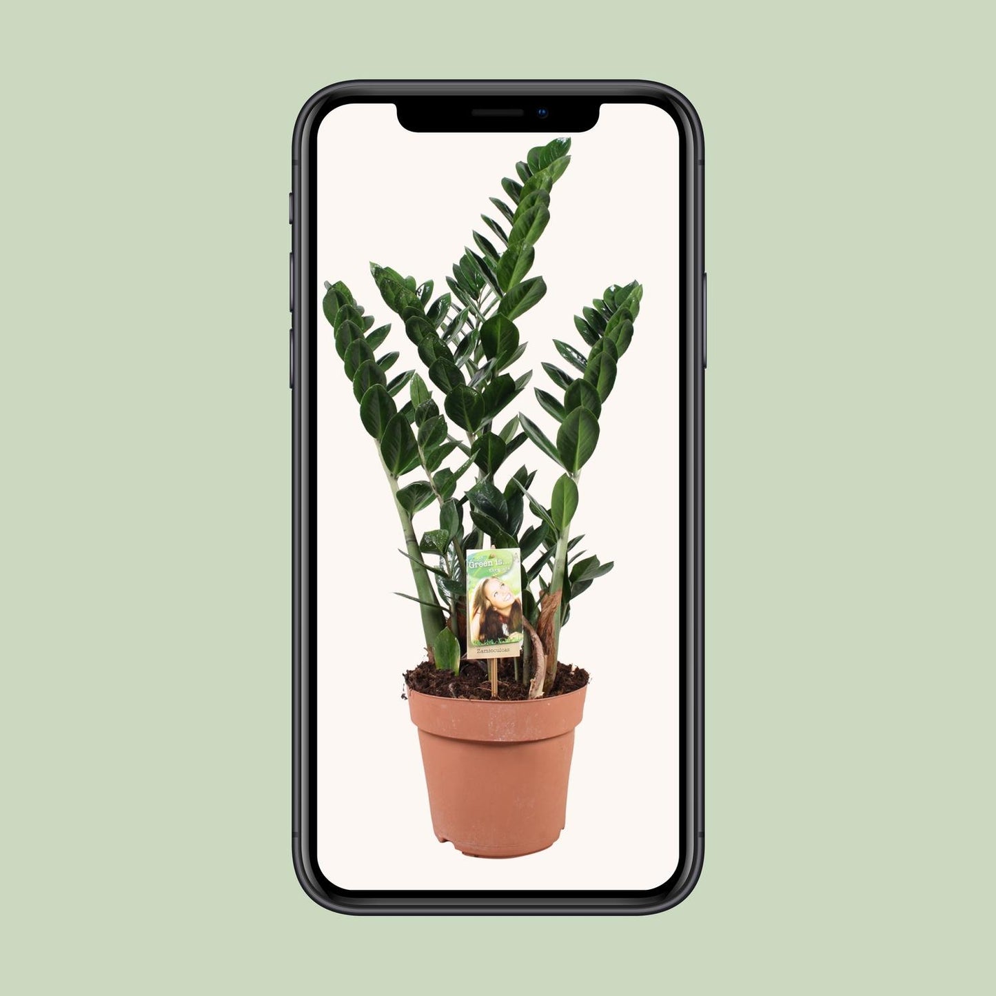 Zamioculcas - Ø21cm - ↕80cm - Pflanzfix24
