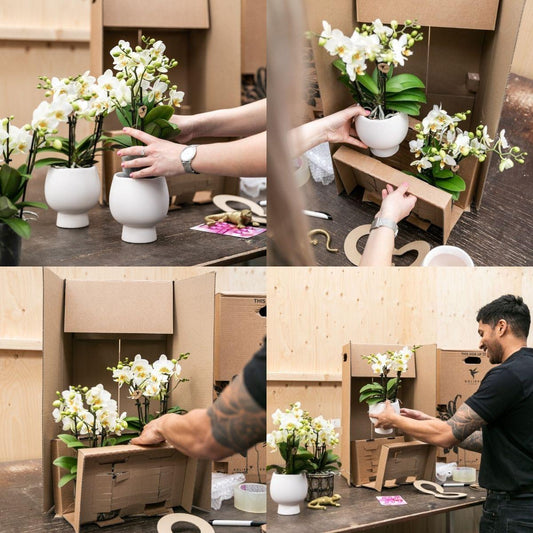 Pflanzenset Lila Orchideen & Rhipsalis im Baumwollkorb mit Wassertank | Pflanzfix24.de - Pflanzfix24.de