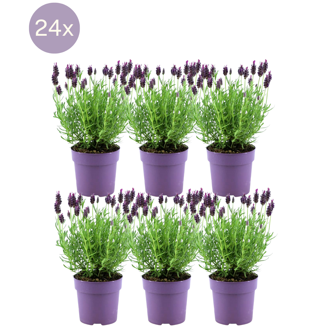 Lavandula stoechas Anouk® 6er-Set – Schopflavendel 12 cm | Pflanzfix24.de - Pflanzfix24.de