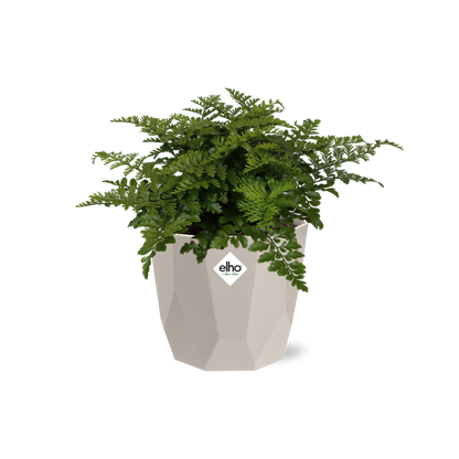 Asplenium Parvati in ELHO b.for rock 14 cm warm grey - Pflanzfix24