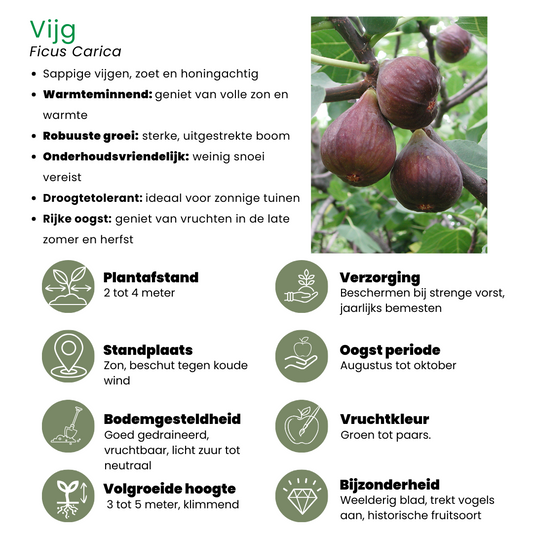 3 x Bio-Feigenbäume - Ø 13 cm - ↨ 20 cm bei Pflanzfix24