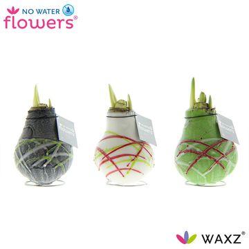 No Water Flowers Waxz Art Picasso - 3 Stücke - Ø7 cm - ↕15 cm - Pflanzfix24