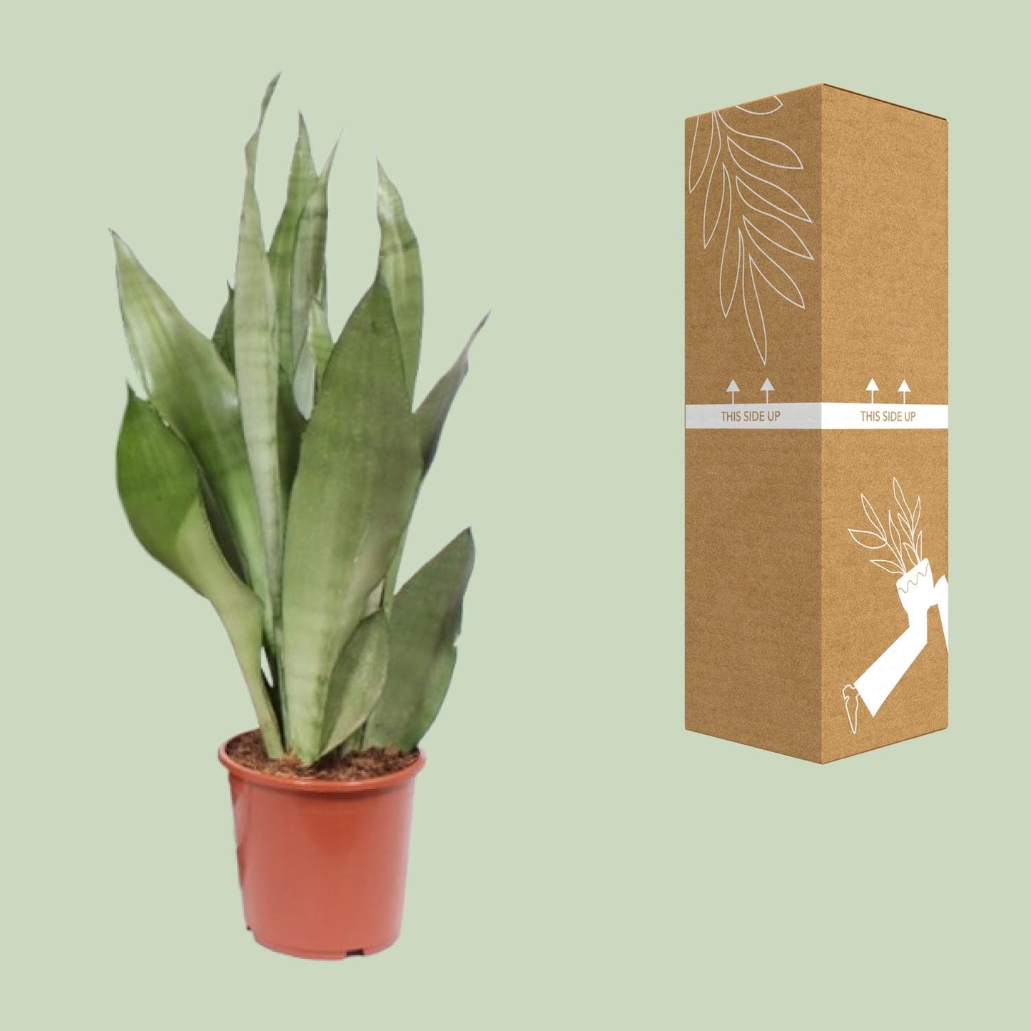 Sansevieria Moonshine Ø17cm 60cm | Pflanzfix24