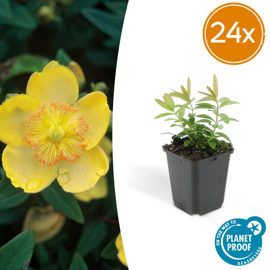 24x Hypericum calycinum - ↕10-25cm - Ø9cm by Pflanzfix24