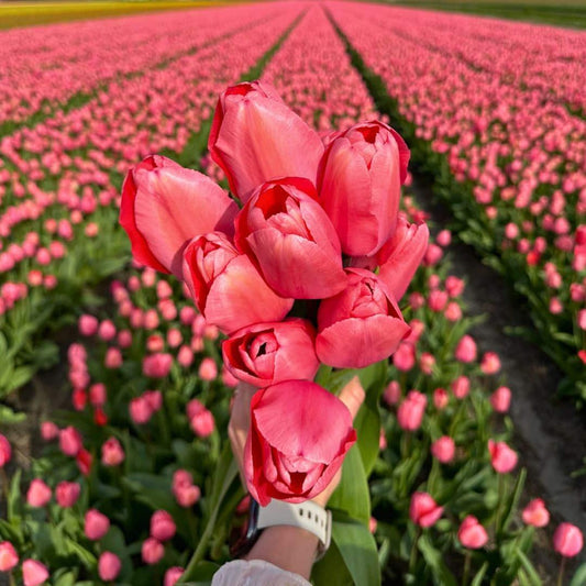 Flowerbulbs Amsterdam - Pink Impression - 15 Blumenzwiebeln - Größe 12+ - Pflanzfix24