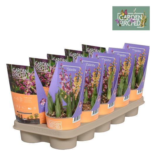 Orchidee: Calanthe - Ø12cm - ↕40cm - Pflanzfix24