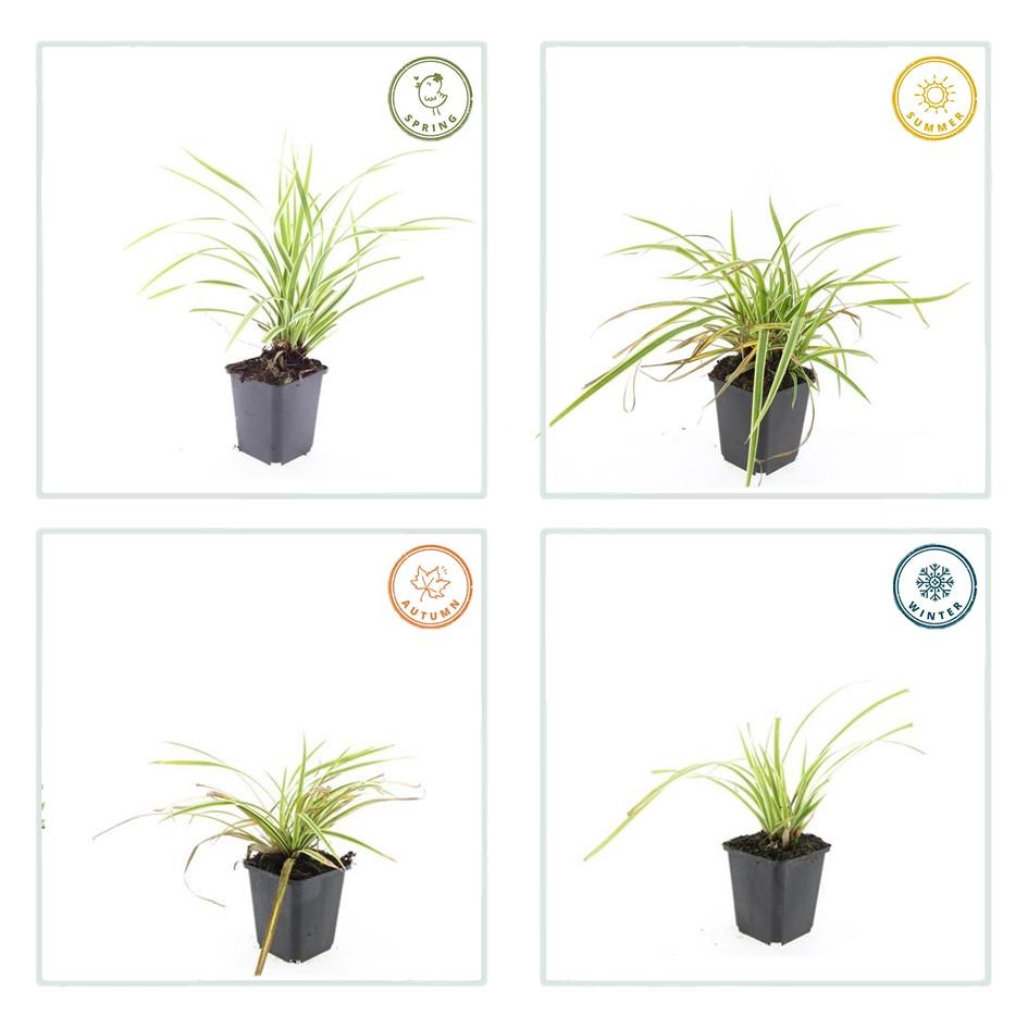 24x Carex morrowii 'Aureovariegata' - Pflanzfix24