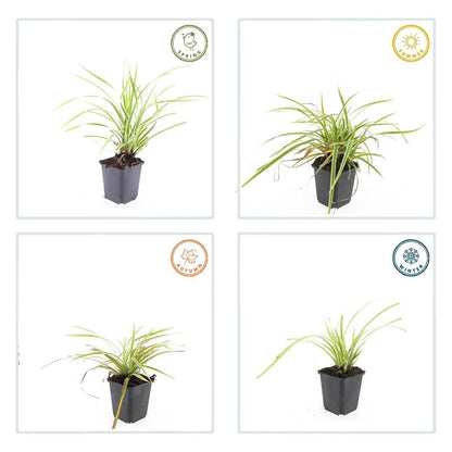 24x Carex morrowii 'Aureovariegata' - Pflanzfix24