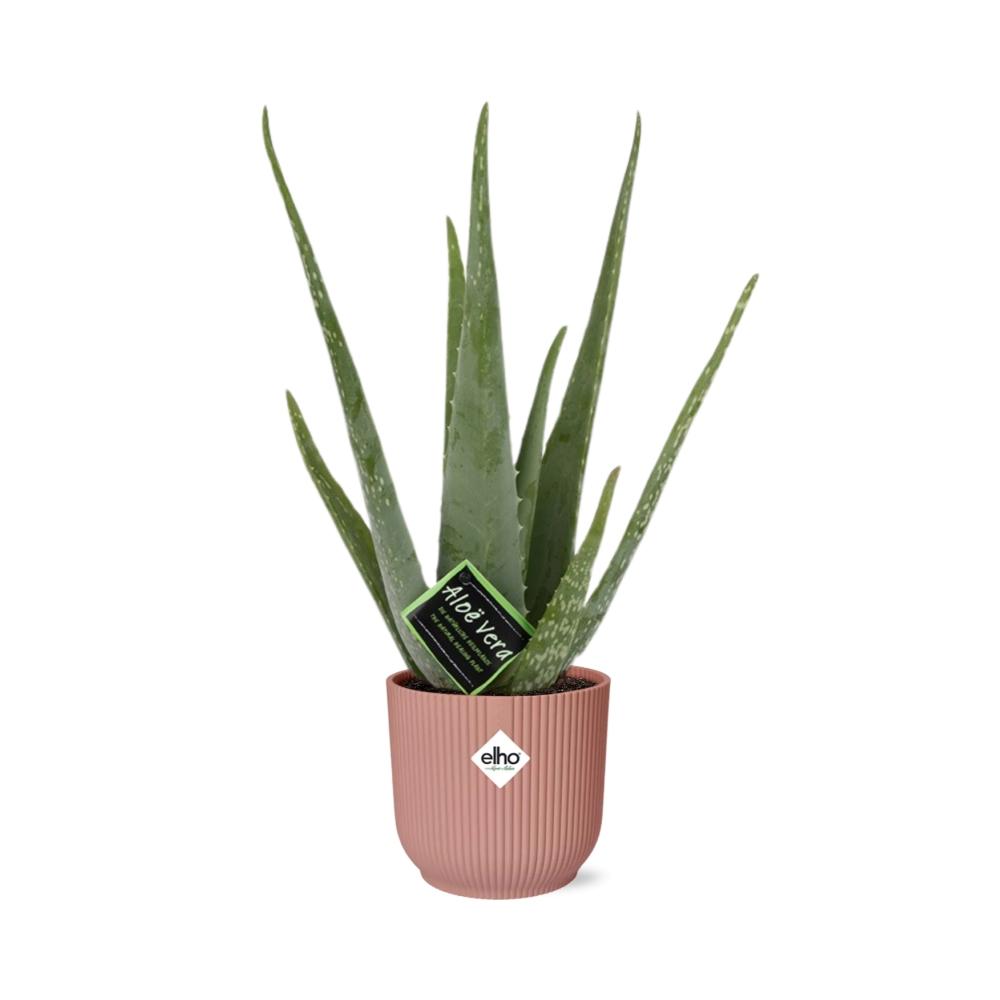 Aloe Vera 12cm in ELHO Vibes Fold 14cm roze - Pflanzfix24