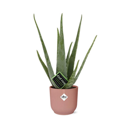Aloe Vera 12cm in ELHO Vibes Fold 14cm roze - Pflanzfix24