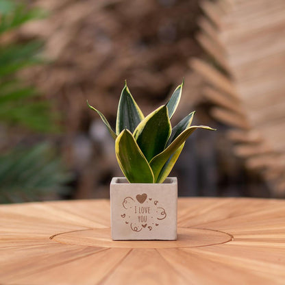 Congreet plantpots + Sansevieria | I love you - Pflanzfix24.de - Pflanzfix24.de