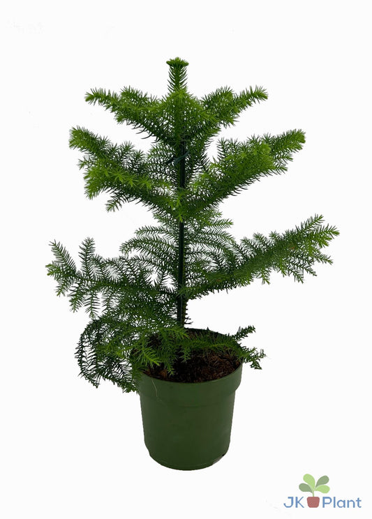 Araucaria Zimmerpflanze Ø14cm | pflanzfix24