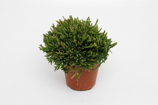 Rhipsalis Ewaldiana - Ø12cm - ↕15cm - Pflanzfix24