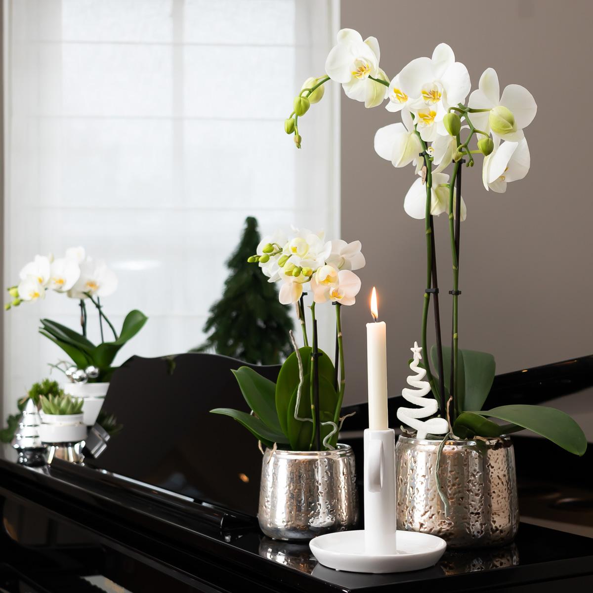 Orchidee Amabilis Ø9cm Silbertopf 40cm – Pflanzfix24.de - Pflanzfix24.de