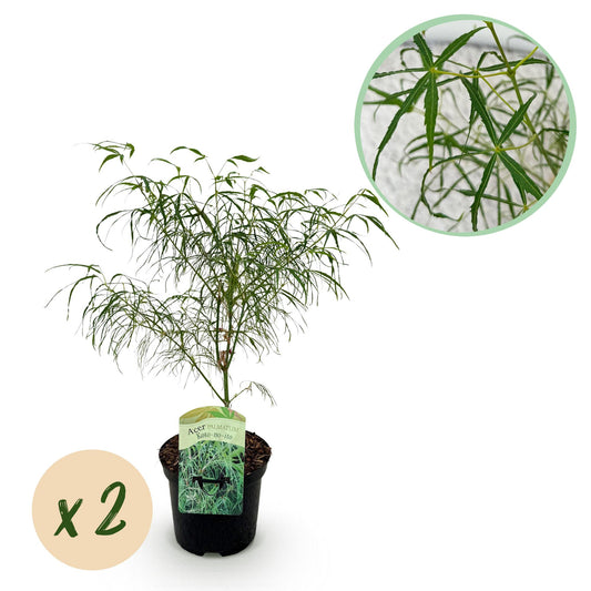 Pflanzfix24.de - Japanischer Ahorn - Acer palmatum Koto-no-ito - Grün - 2 Pflanzen - Topf 19cm Höhe 70cm - Pflanzfix24.de