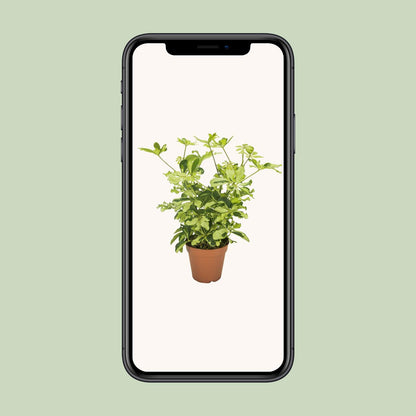 Schefflera Charlotte - Ø13cm - ↕35cm - Pflanzfix24