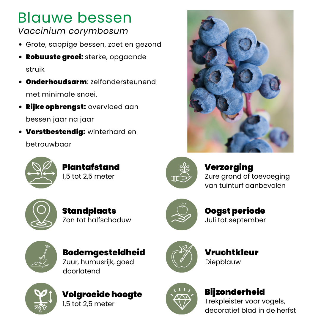 Fruchtoase BIO Obstpflanzen Mix - Pflanzfix24